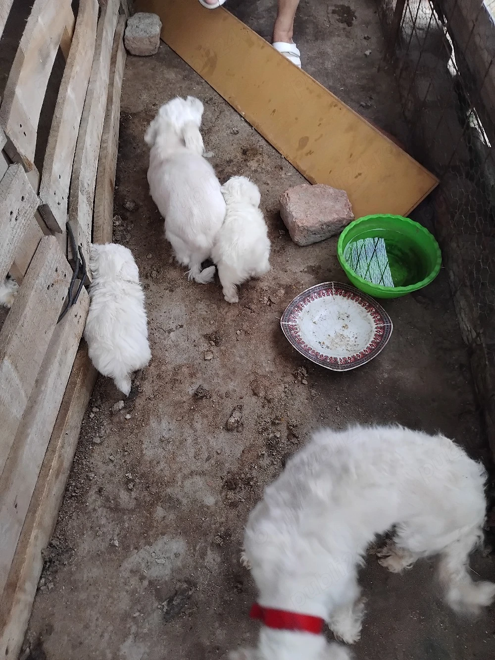 Vind Bichon