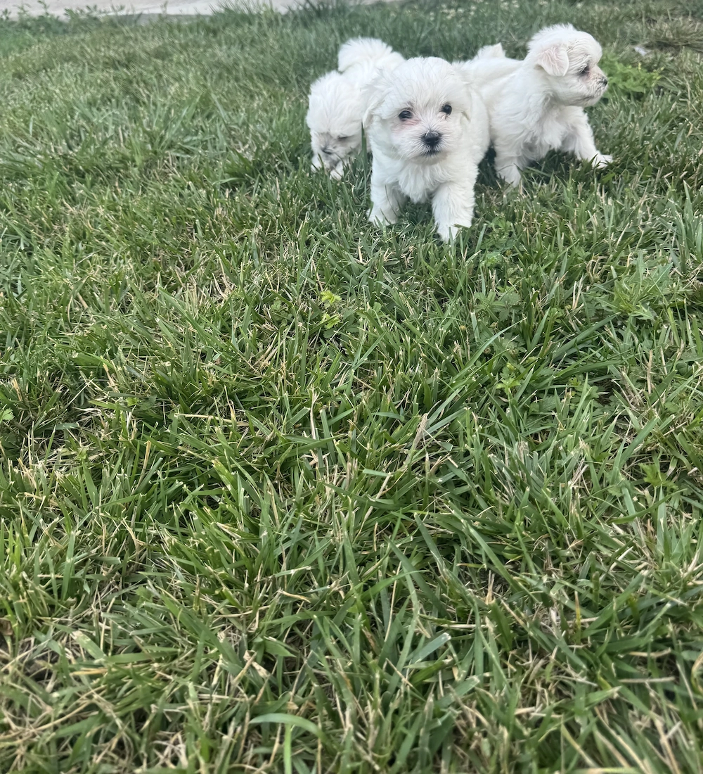  Puiuți Bichon Maltez   7 săptămâni 