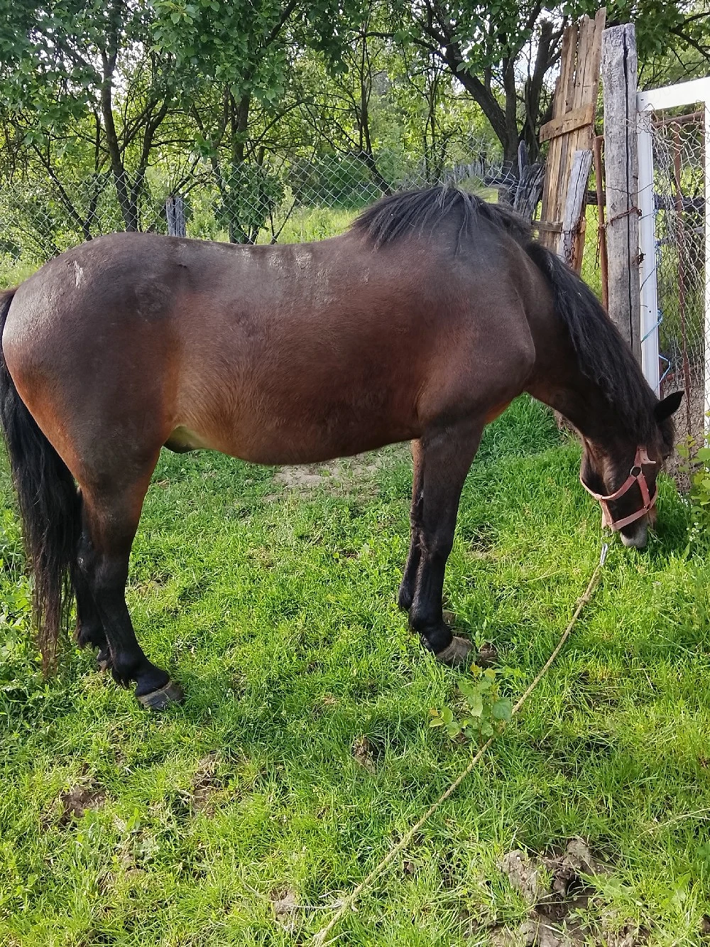 caii de vânzare scoarța 