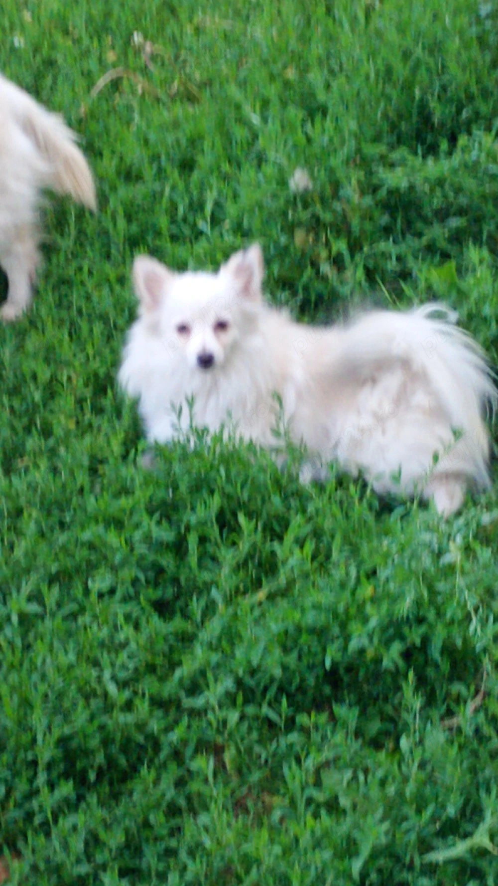 vand doua femele de pomeranian spitz