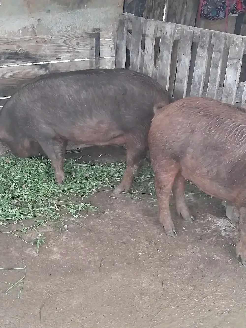 porci de vanzare 