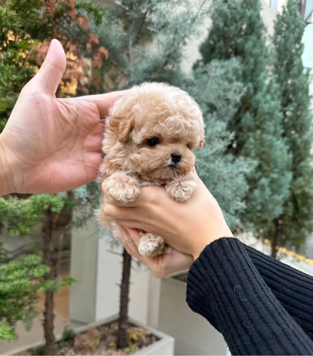 Maltipoo mini Sub 2 kg ca si adult ! Exemplare deosebite ! 