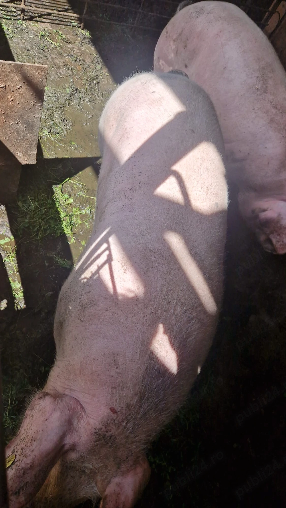 Porc soldan aprox 130kg!