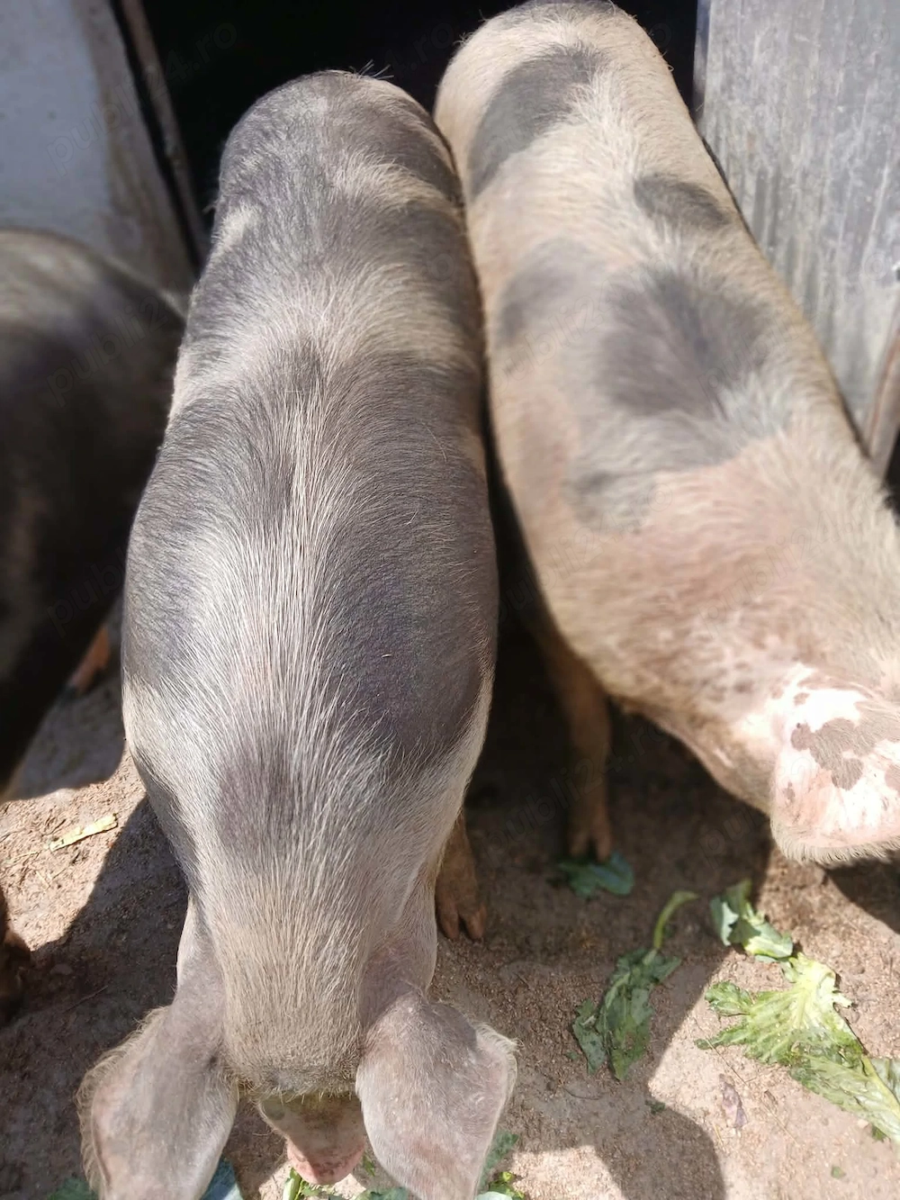 Vând porc crescut natural 