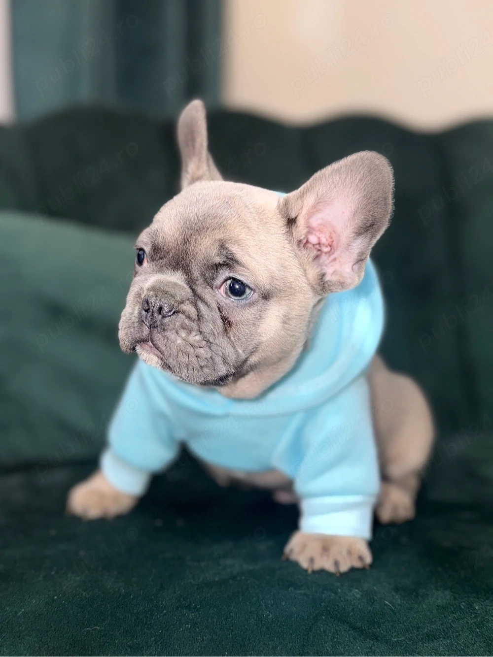 Bulldog francez 