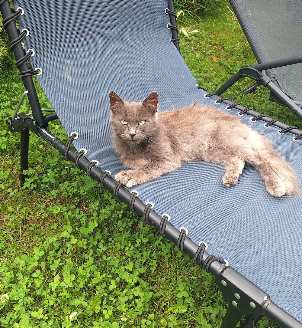 Vînd motan rasa Nebelung 