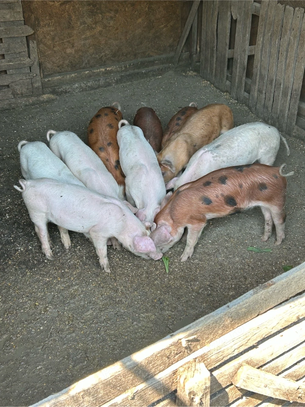 purcei de vanzare