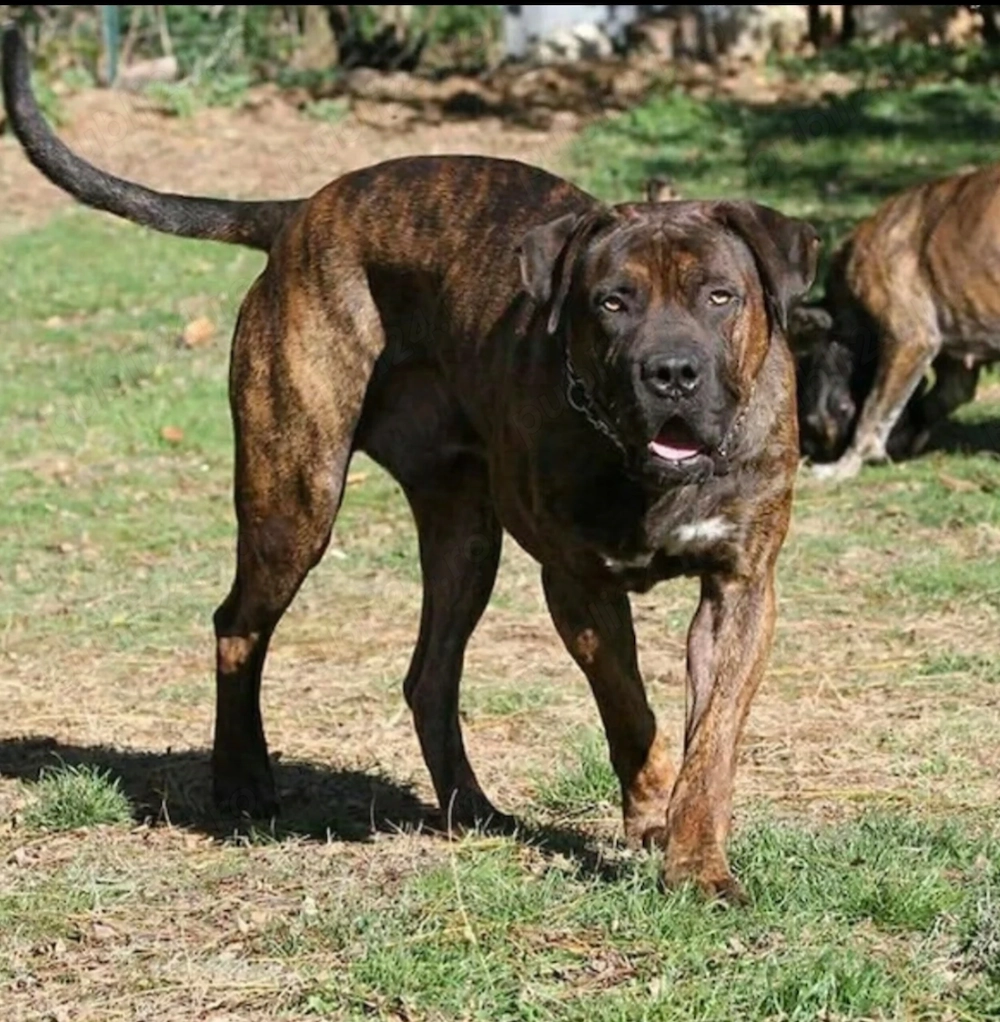 Mascul Cane Corso 4 ani