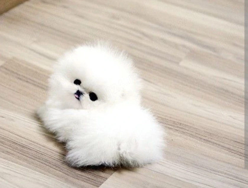 Pomeranian mini toy