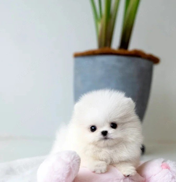Pomeranian mini toy