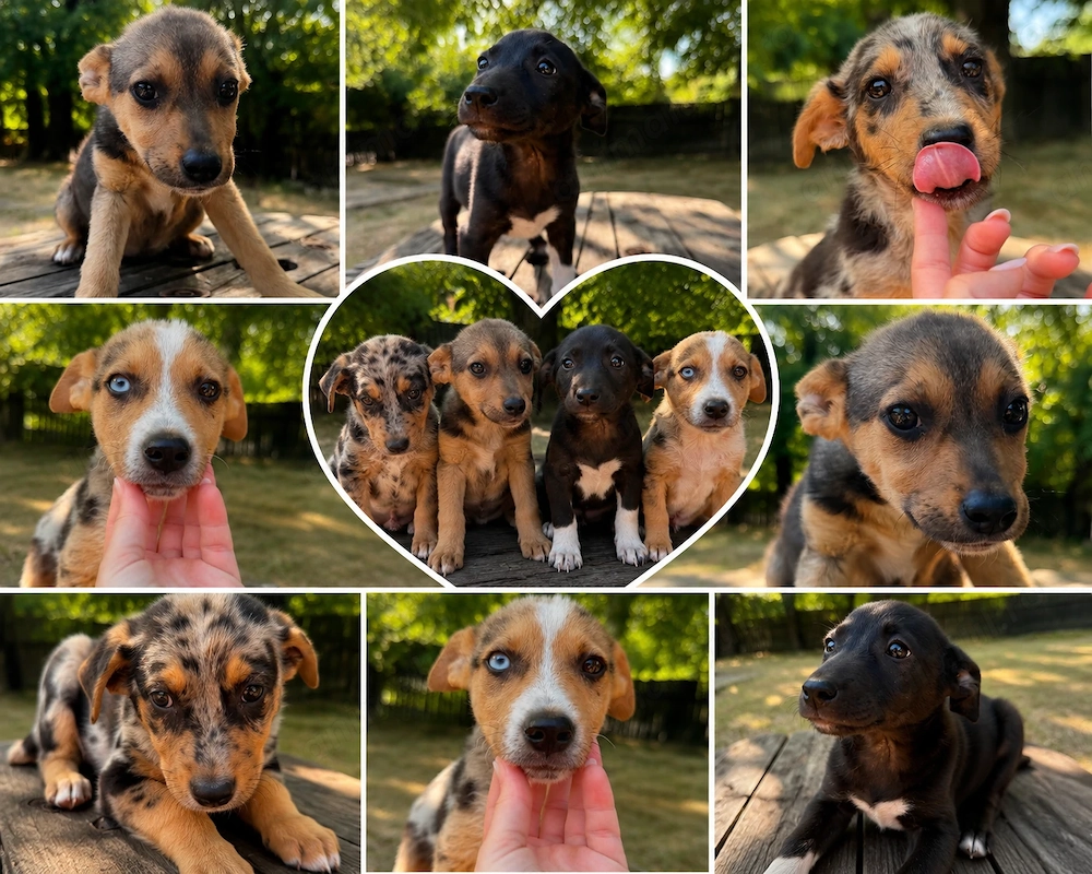 Adopta un puiuț