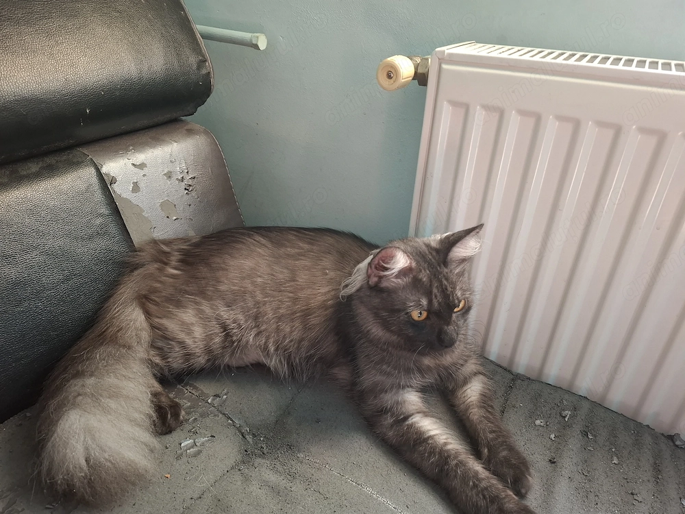 Vand fetita Maine Coon