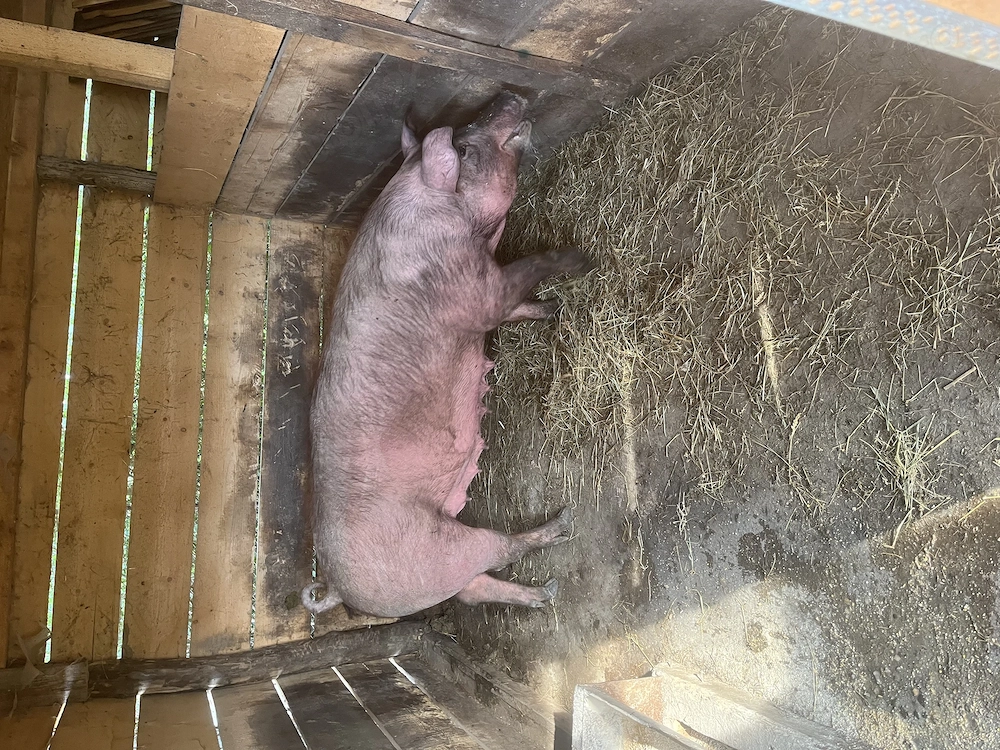 Vând scroafa Duroc x Petrean 