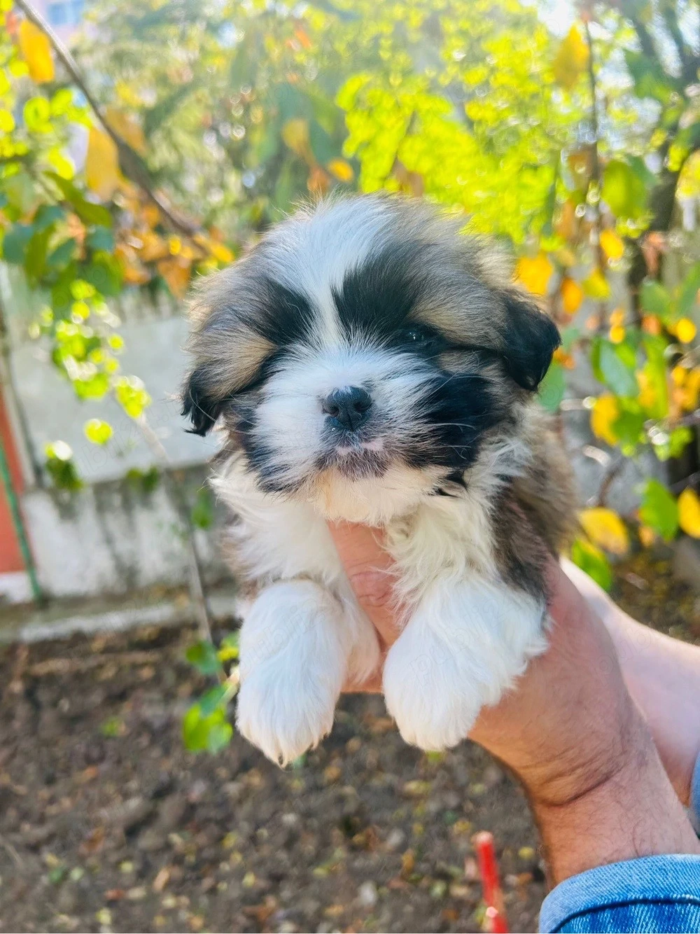 bichon havanez fetita 