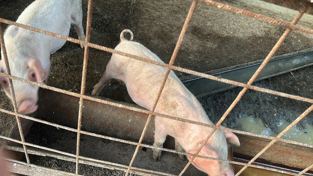 Vând purcei de 9 săptămâni sănătoși mănâncă foarte bine chiar și uscat rasă marele alb 
