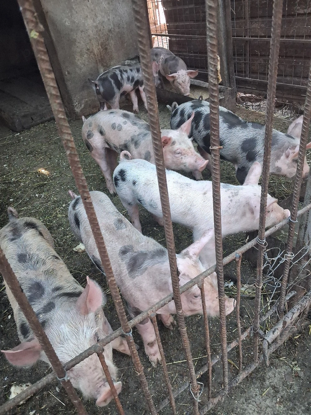 purcei de 6 săptămânii intarcati