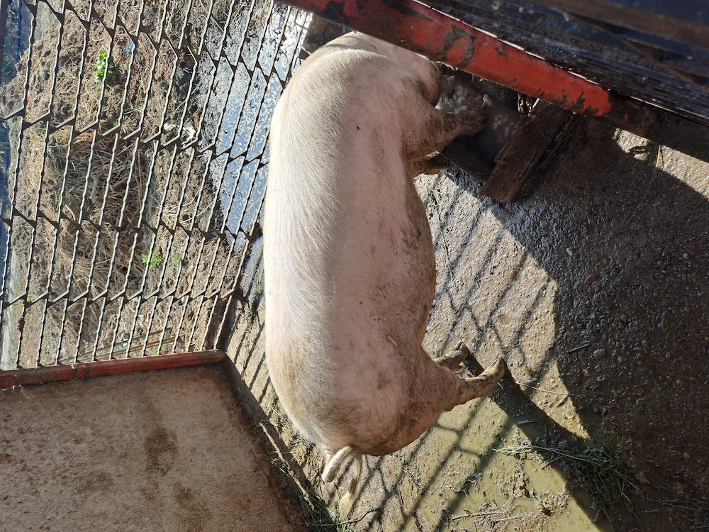 Porc de vanzare pt sacrificat 