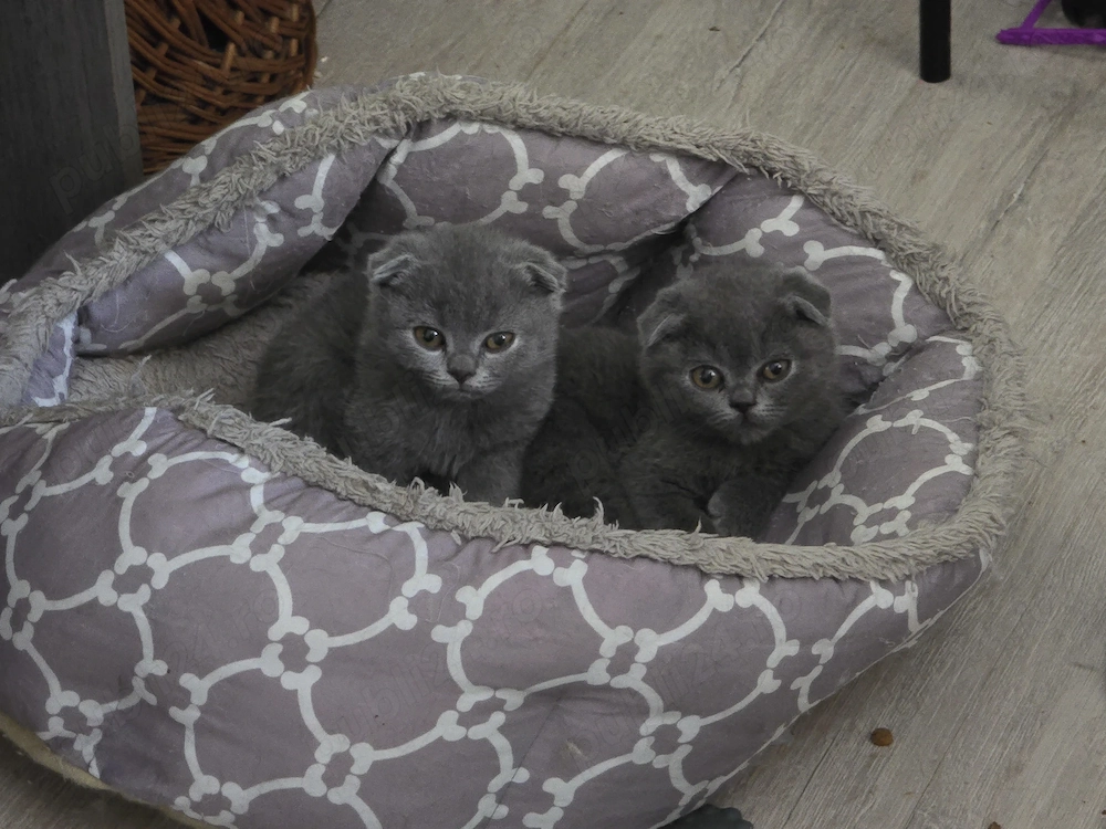 Pisicute Scottish Fold isi cauta familie iubitoare