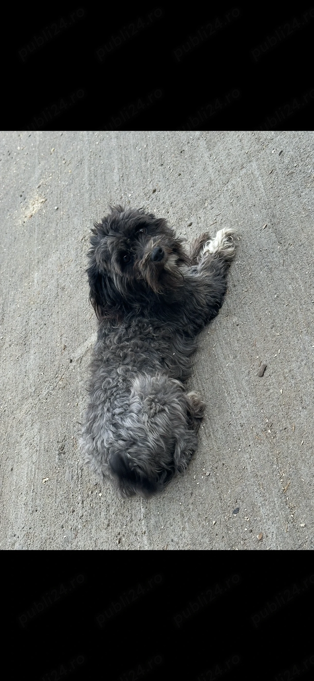 Vând bichon adult 