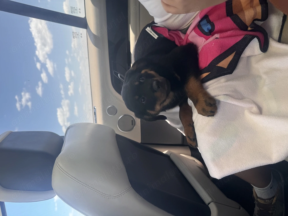 Vând pui rottwailer, 2 luni jumatate, vaccinați și deparazitați 