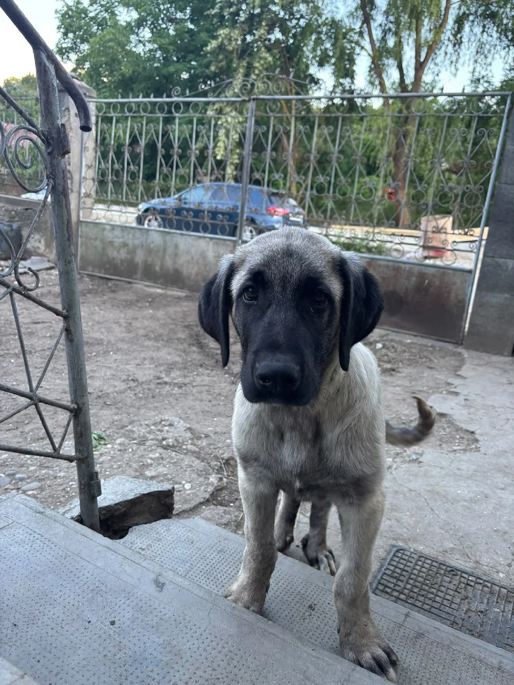 Kangal 3.5 luni 