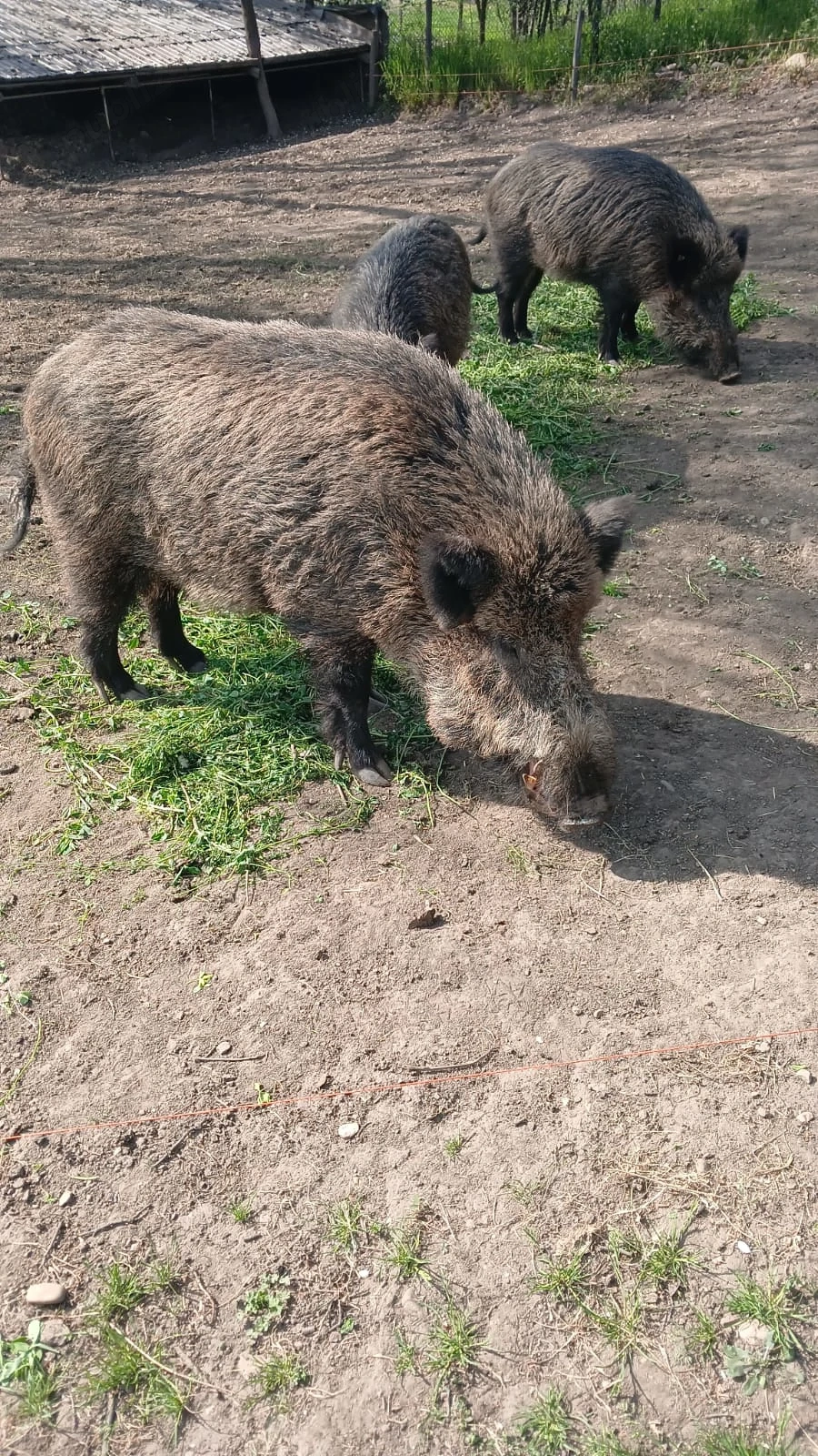 Porci mistreti, pui de mistret. 