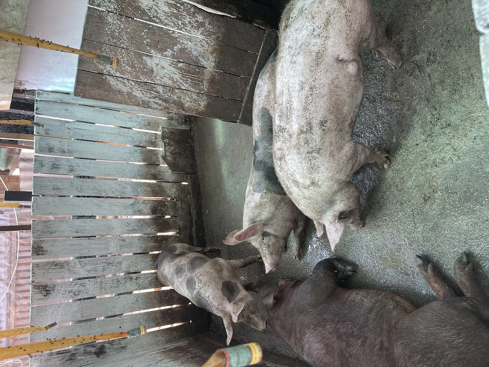 2 porci la alegere