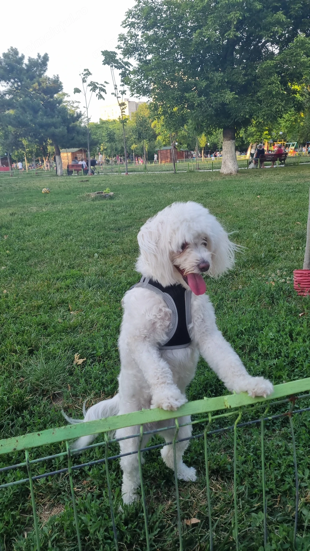adoptie catelusa Bichon Maltez inalt 4 ani 