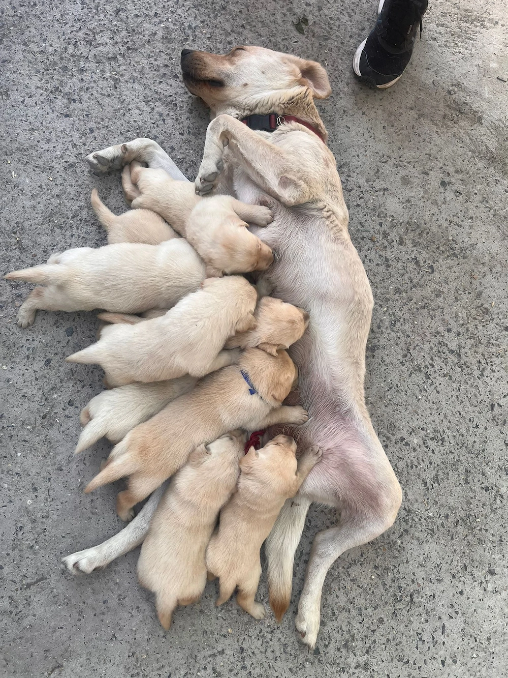 Pui Labrador Retriever