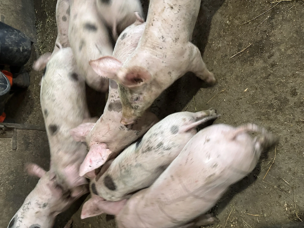 Purcei de vânzare 7 saptamani