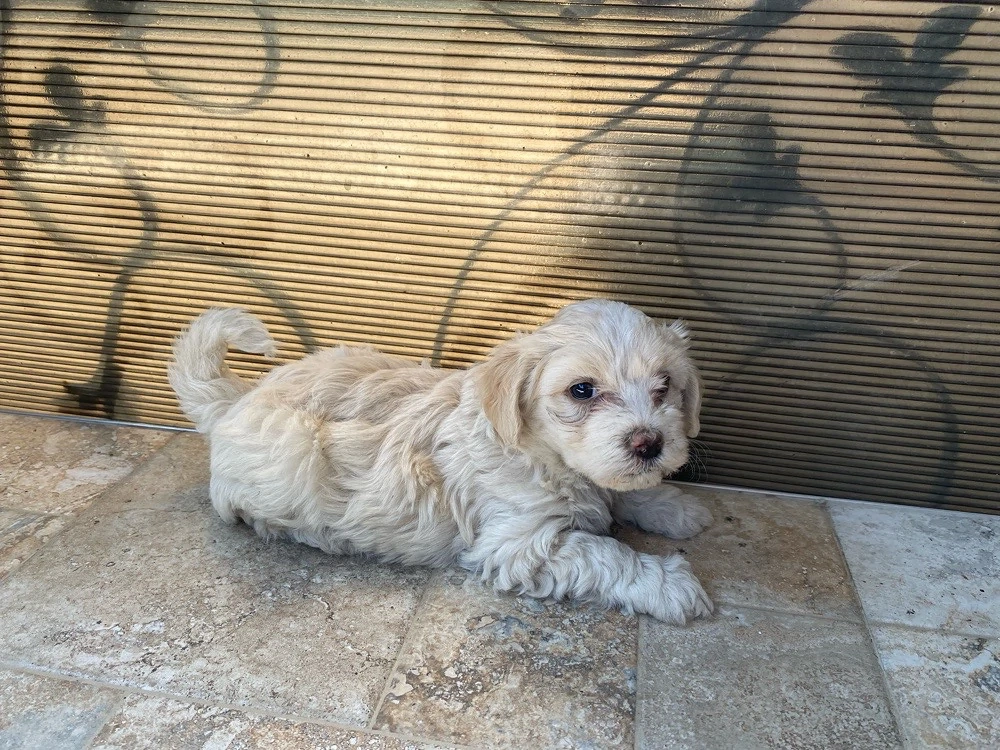 Bichon Maltez rasă pură