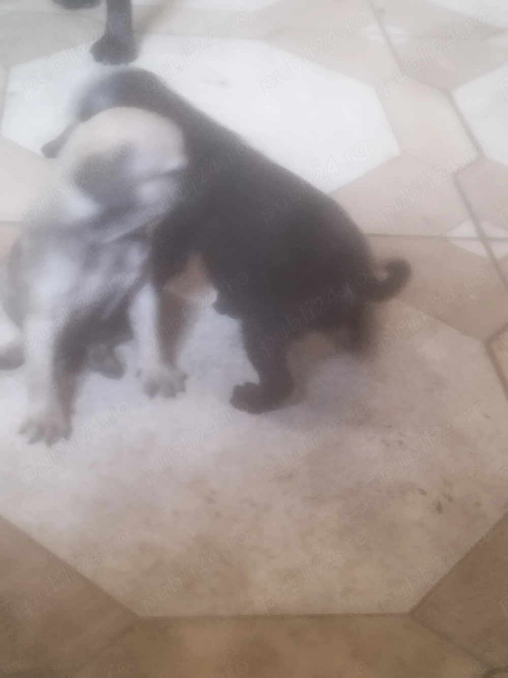Pui pug mops carlino
