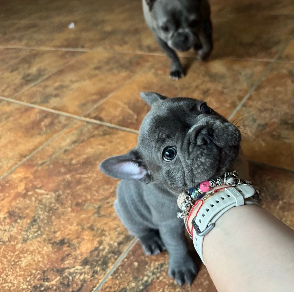 Bulldog Francez Femela pui 