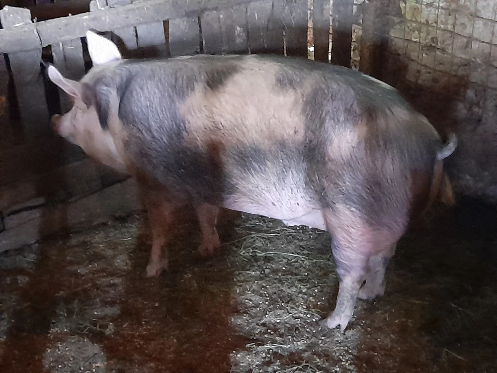 porc mare crescut bio 