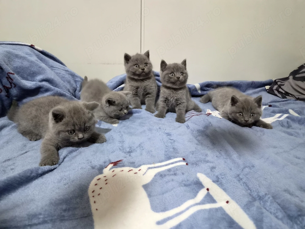 Pui British Shorthair