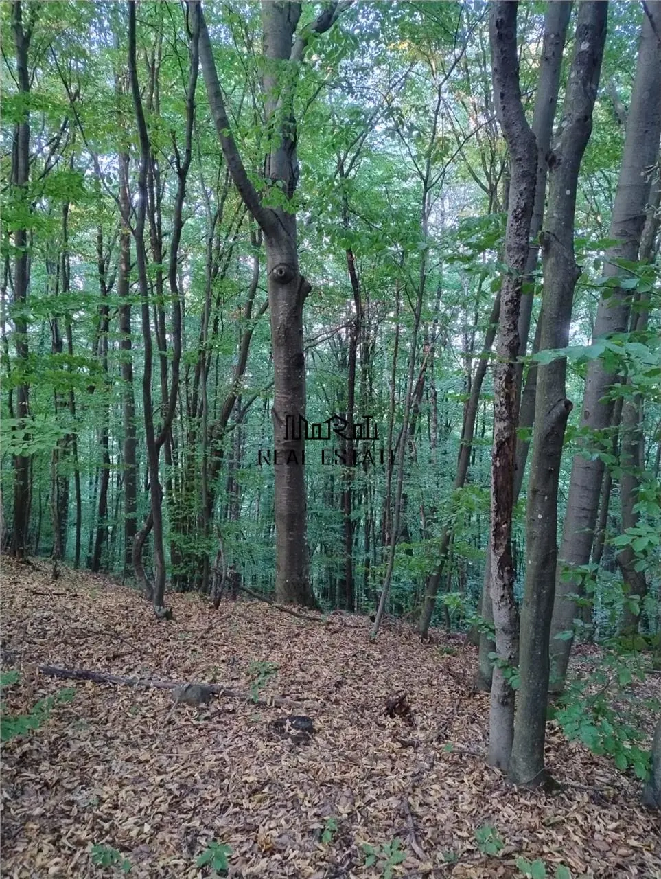 Padure de Fag 2 hectare