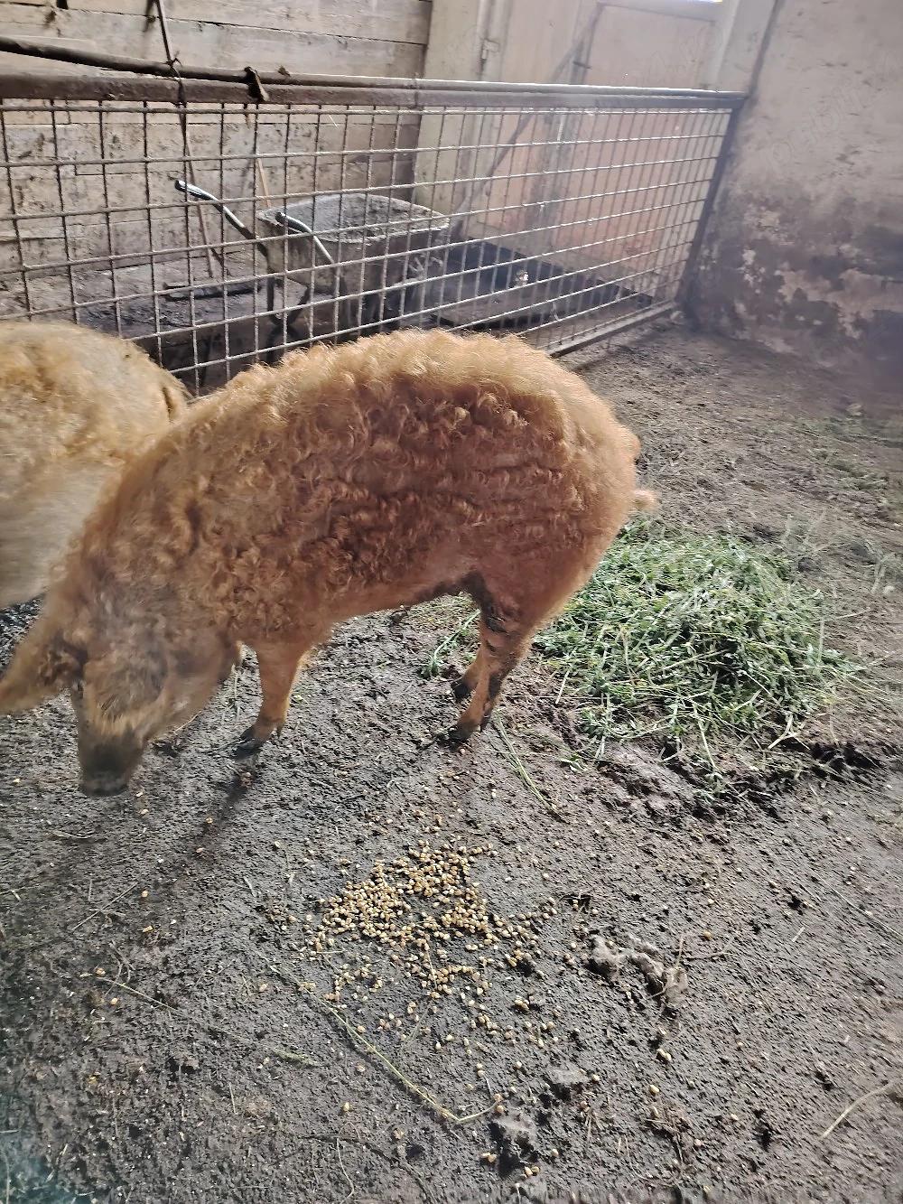 de vânzare 2 Porci Mangalița 