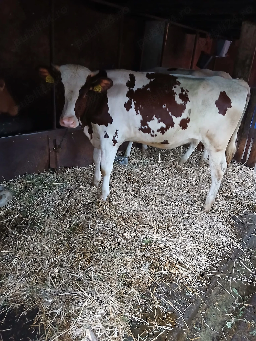 Juninci red holstein montate 