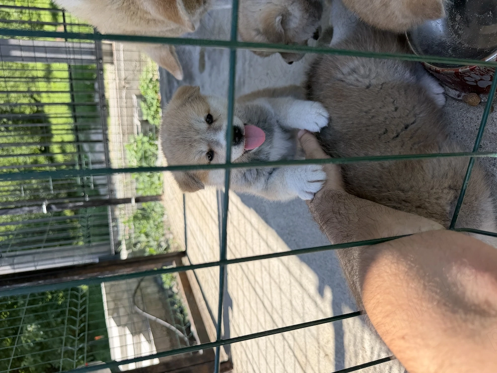 Femela Akita inu japonez 
