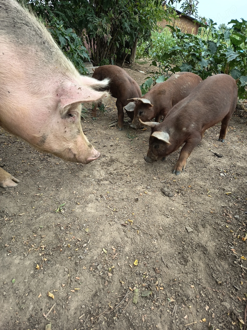 Vând purcei metis duroc