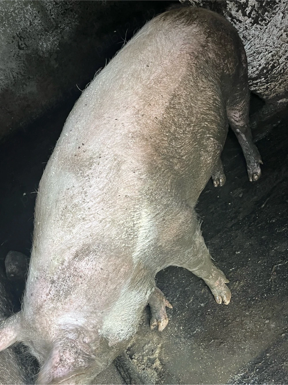 Vand porci mari 