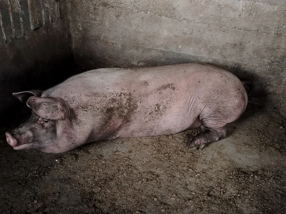 Vand porc 