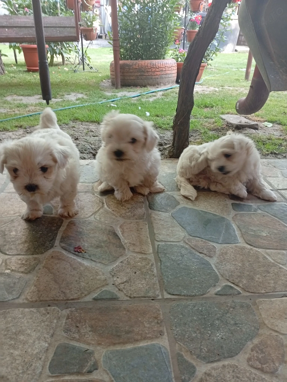 Pui bichon maltez rasa pura 