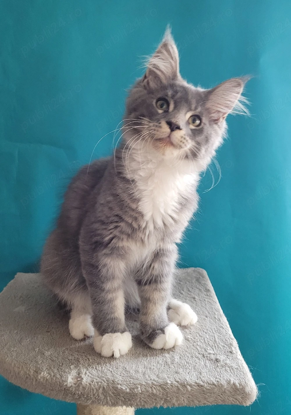 Vand pui Maine Coon , 2500 ron