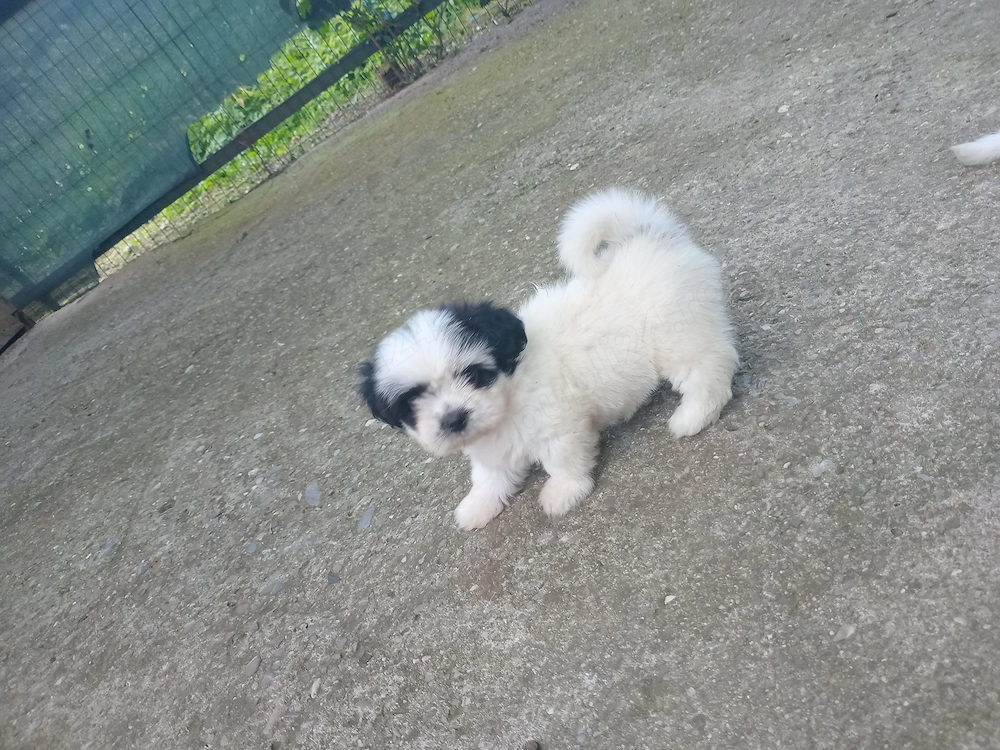 Vând pui Shih Tzu de rasă pură!!