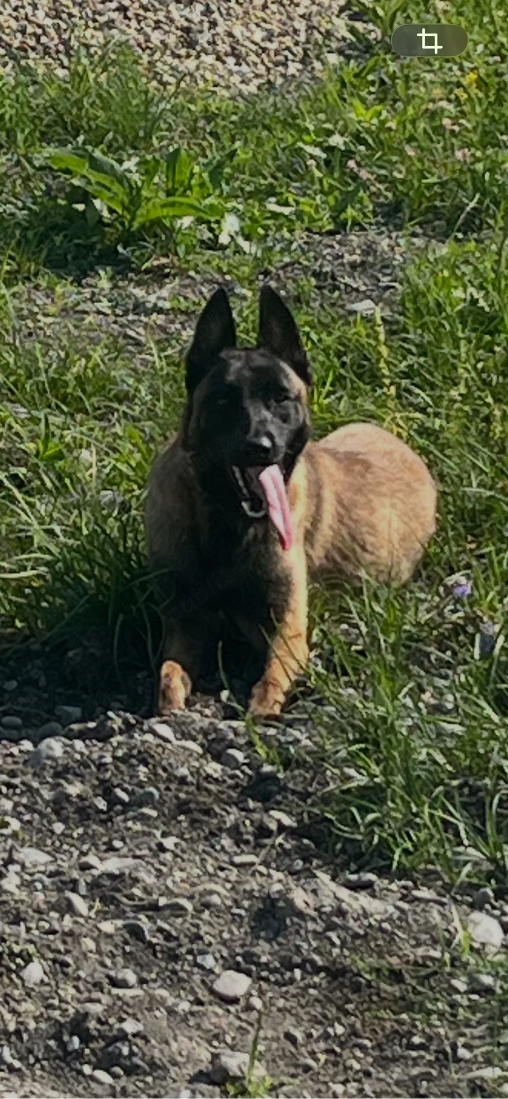 ciobanesc belgian 