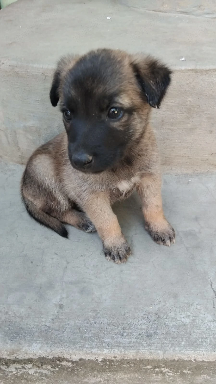Vand ciobanesc belgian