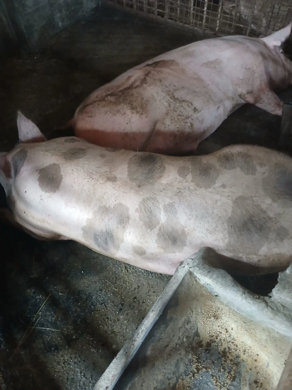 porci si purcei de vanzare