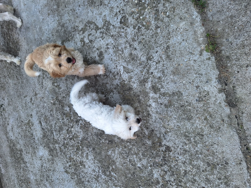 Bichon  Maltez ,2 BĂIEȚEI, VÂRSTA 2 luni,primul vaccin făcut, 