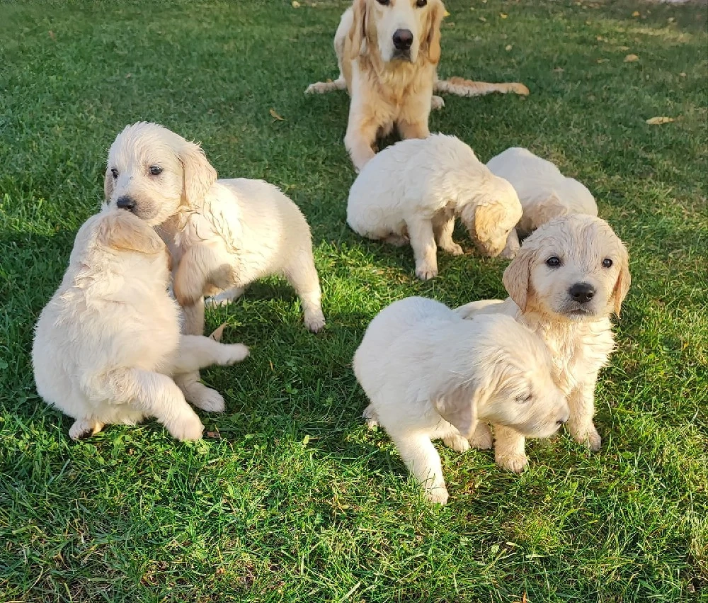 Pui Golden Retriever 